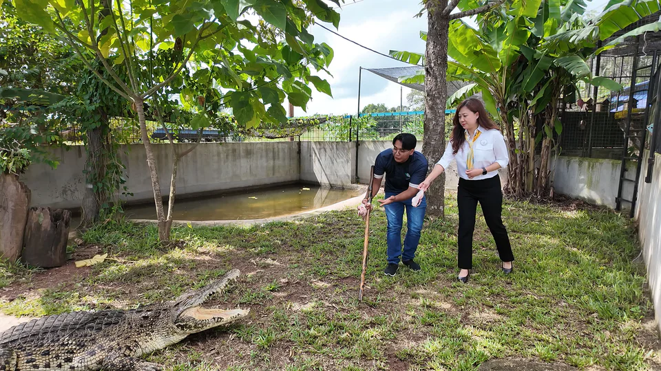 Ghai Swee Ling feeds adopted crocodile Croco with staff guidance.